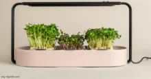 Ingarden Microgreens Growing Kit Review